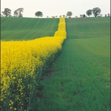 Serpente giallo di colza